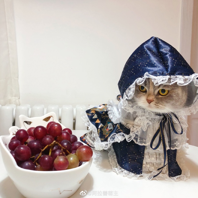 猫图片|宠物猫|猫咪|