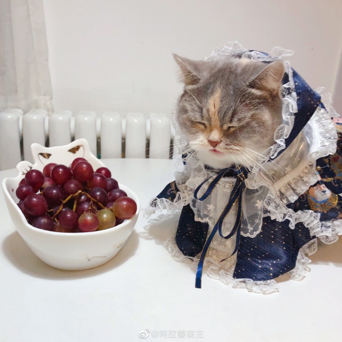 猫图片|宠物猫|猫咪|