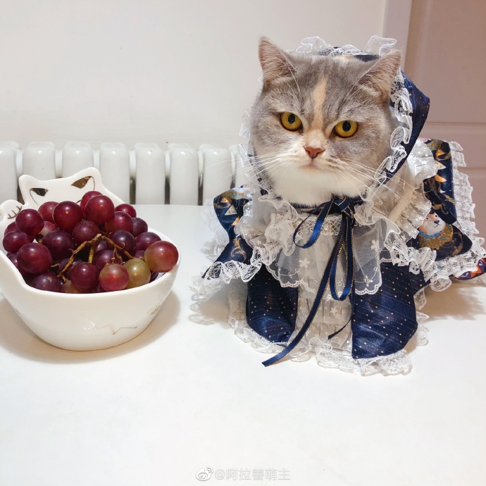 猫图片|宠物猫|猫咪|