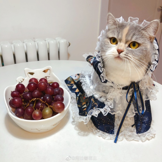 猫图片|宠物猫|猫咪|