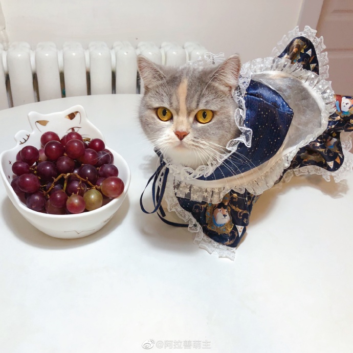 猫图片|宠物猫|猫咪|