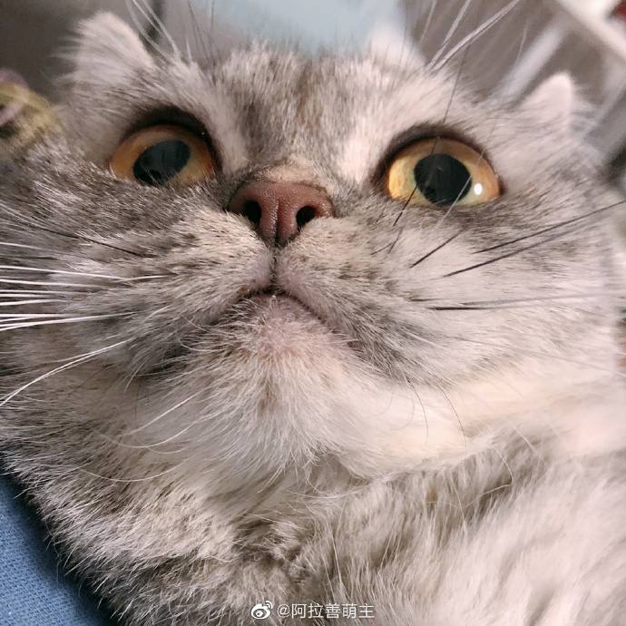 猫图片|宠物猫|猫咪|