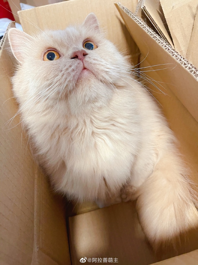 猫图片|宠物猫|猫咪|