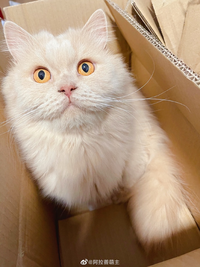 猫图片|宠物猫|猫咪|