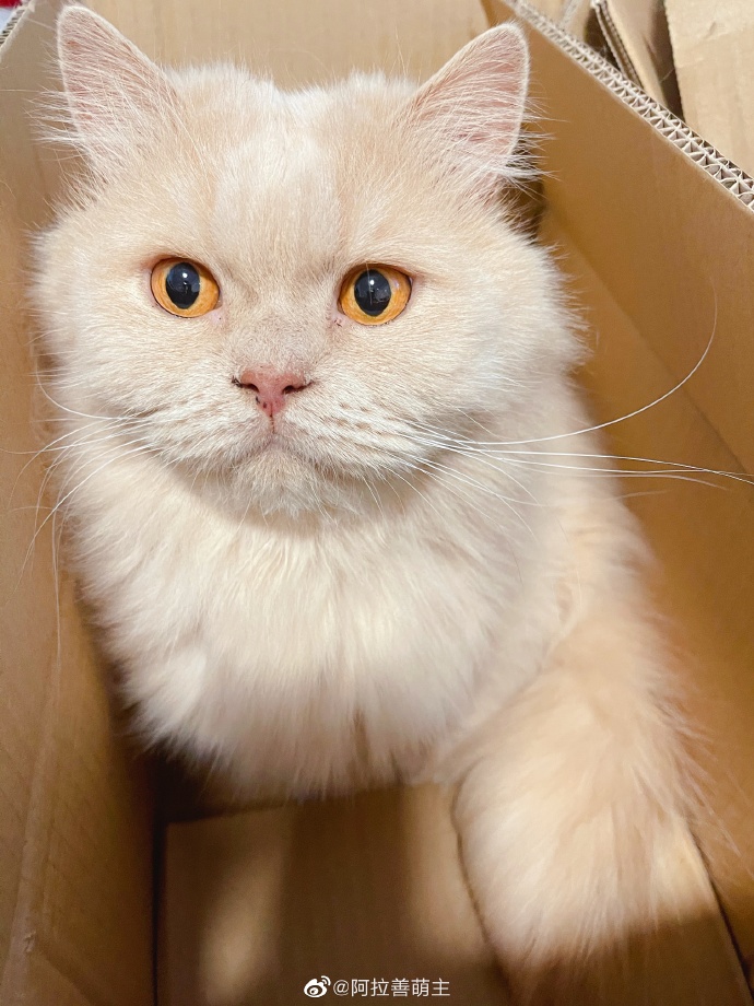 猫图片|宠物猫|猫咪|