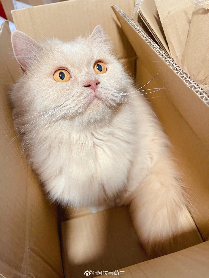 猫图片|宠物猫|猫咪|