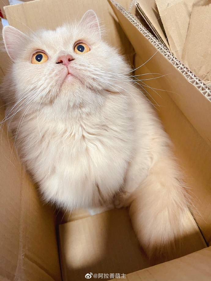 猫图片|宠物猫|猫咪|