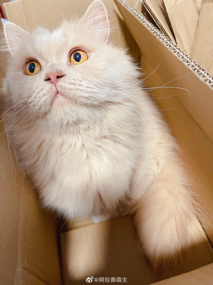 猫图片|宠物猫|猫咪|