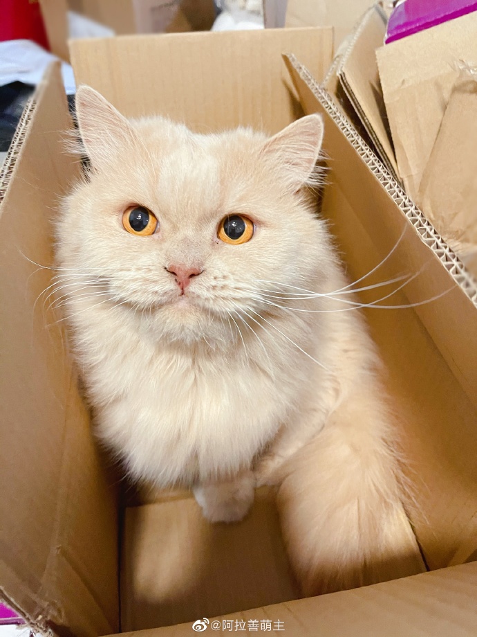 猫图片|宠物猫|猫咪|