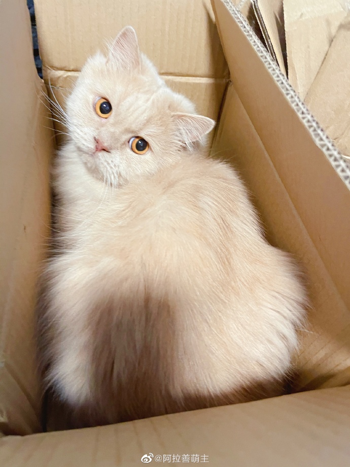 猫图片|宠物猫|猫咪|