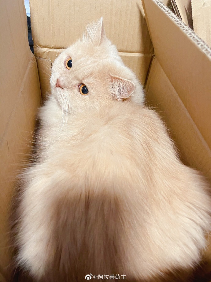 猫图片|宠物猫|猫咪|