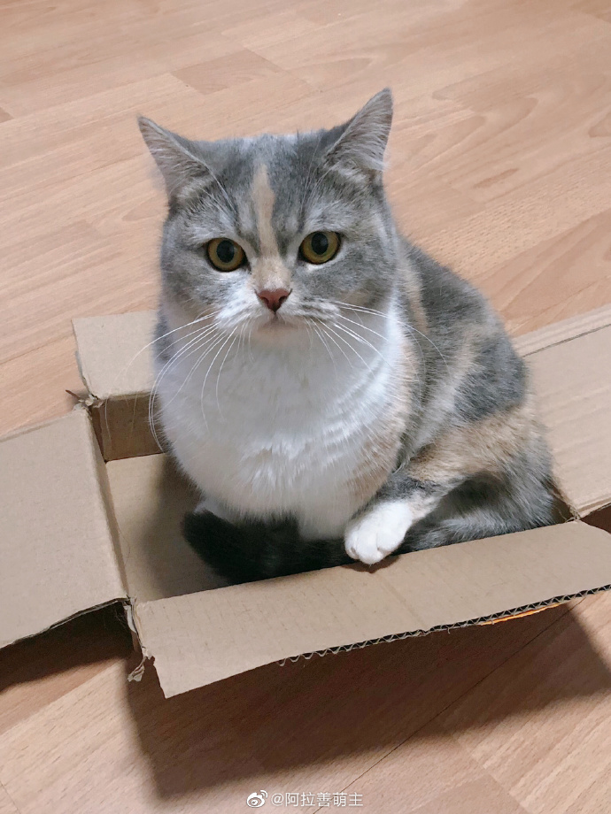 猫图片|宠物猫|猫咪|