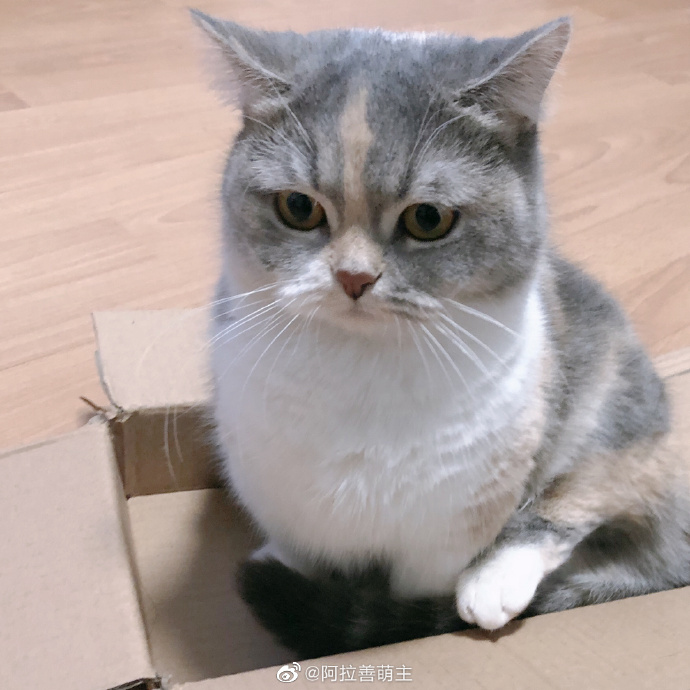 猫图片|宠物猫|猫咪|