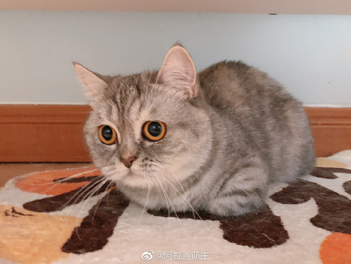 猫图片|宠物猫|猫咪|