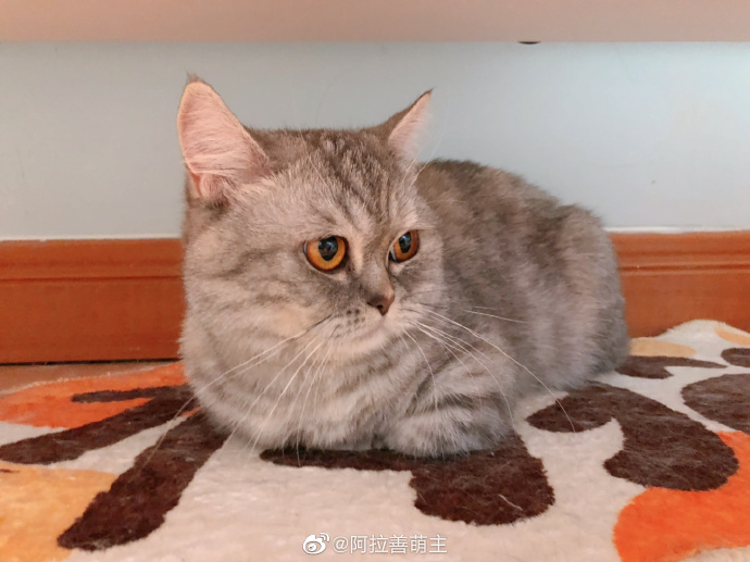 猫图片|宠物猫|猫咪|