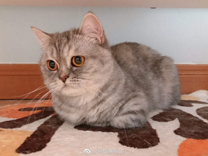 猫图片|宠物猫|猫咪|