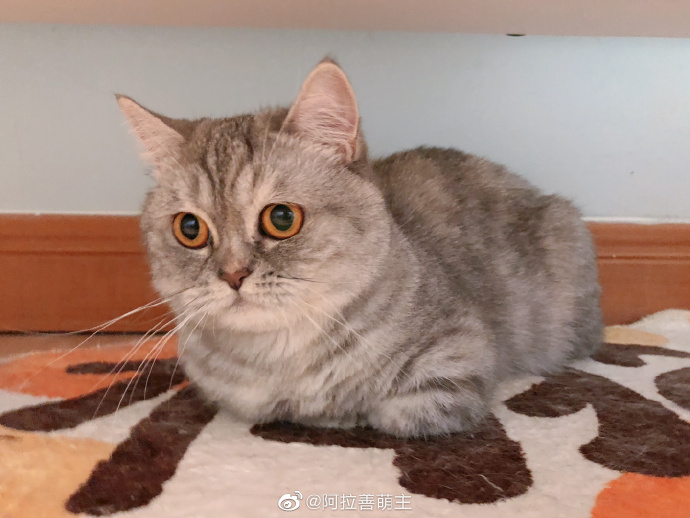 猫图片|宠物猫|猫咪|