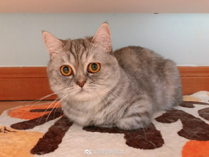 猫图片|宠物猫|猫咪|