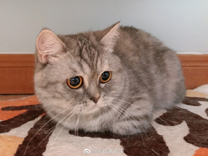 猫图片|宠物猫|猫咪|