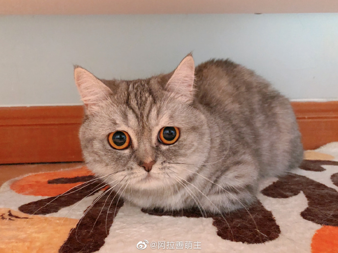 猫图片|宠物猫|猫咪|