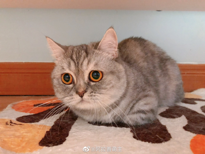 猫图片|宠物猫|猫咪|