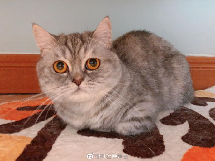 猫图片|宠物猫|猫咪|