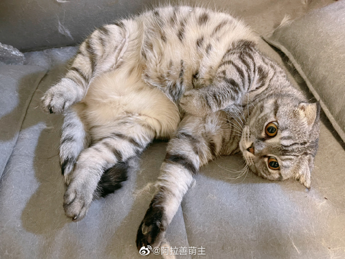 猫图片|宠物猫|猫咪|