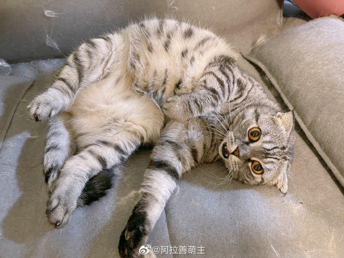 猫图片|宠物猫|猫咪|