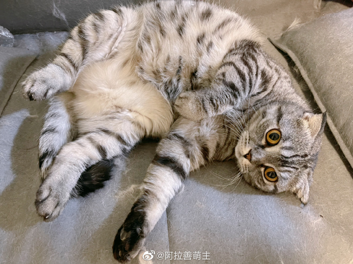 猫图片|宠物猫|猫咪|