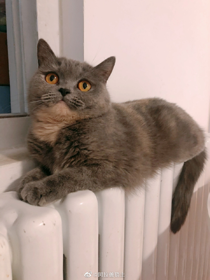 猫图片|宠物猫|猫咪|