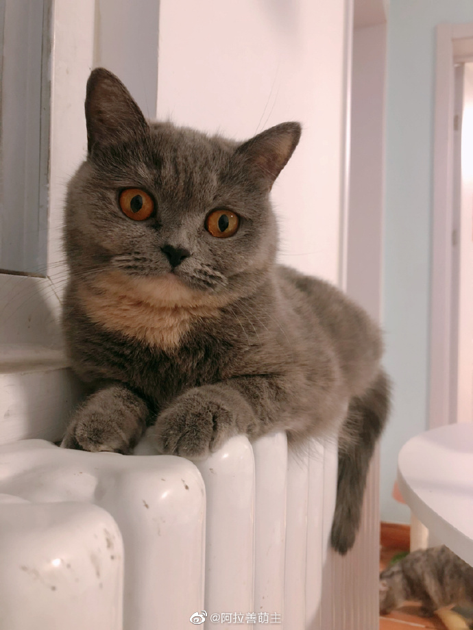 猫图片|宠物猫|猫咪|