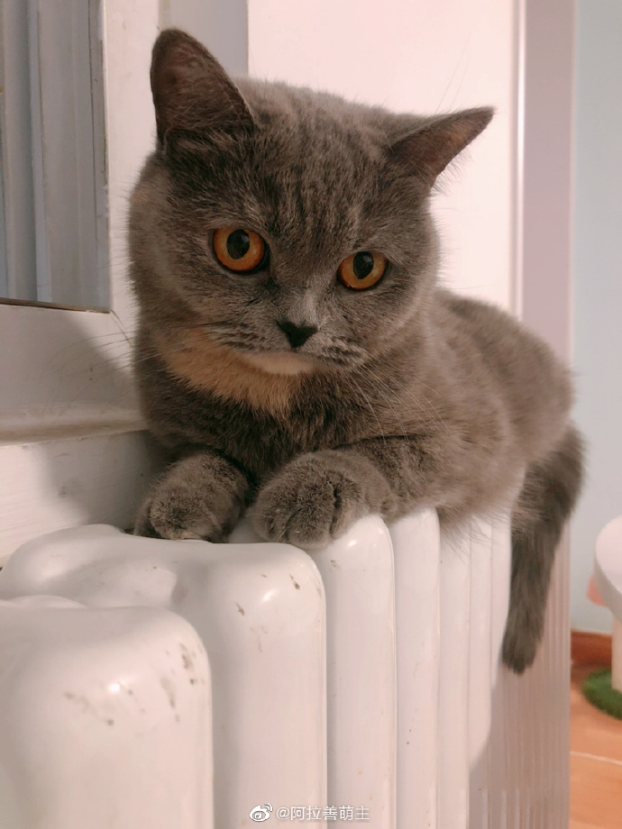 猫图片|宠物猫|猫咪|