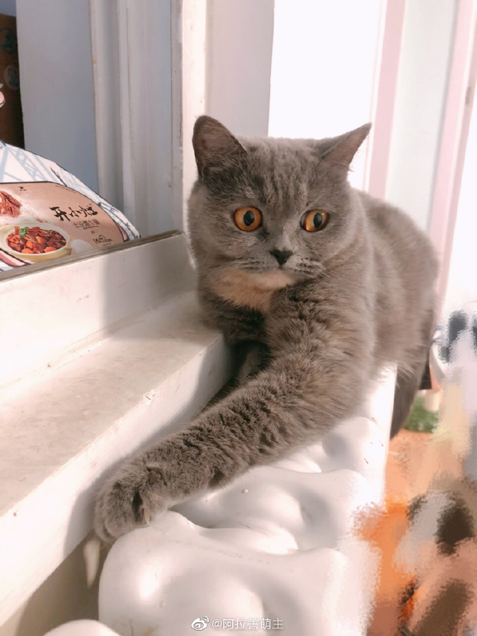 猫图片|宠物猫|猫咪|