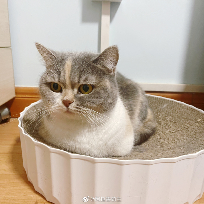 猫图片|宠物猫|猫咪|