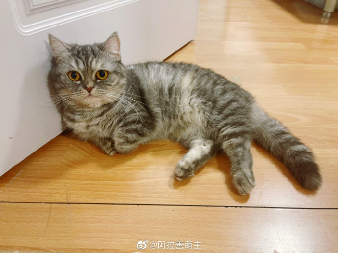 猫图片|宠物猫|猫咪|