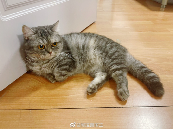 猫图片|宠物猫|猫咪|