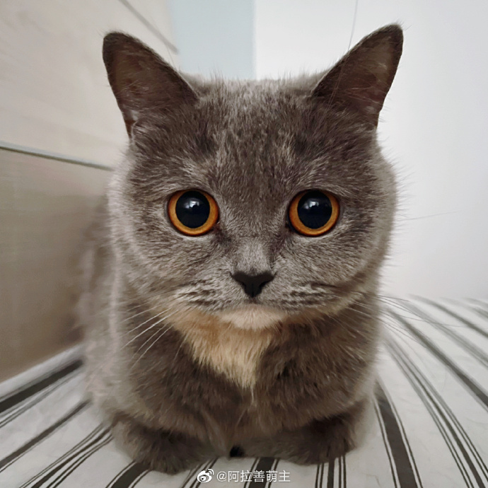 猫图片|宠物猫|猫咪|