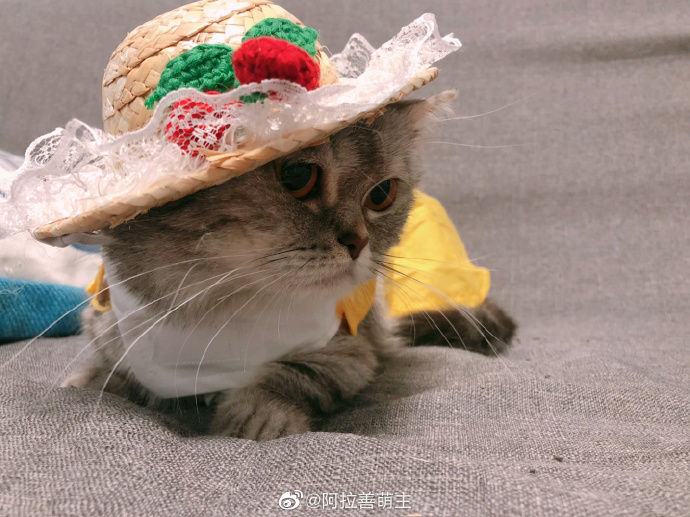 猫图片|宠物猫|猫咪|