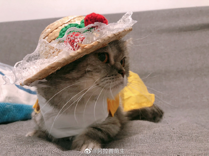 猫图片|宠物猫|猫咪|