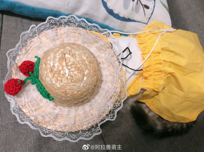 猫图片|宠物猫|猫咪|