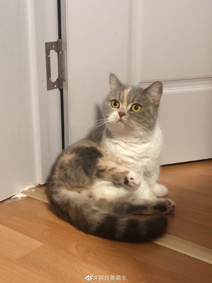 猫图片|宠物猫|猫咪|