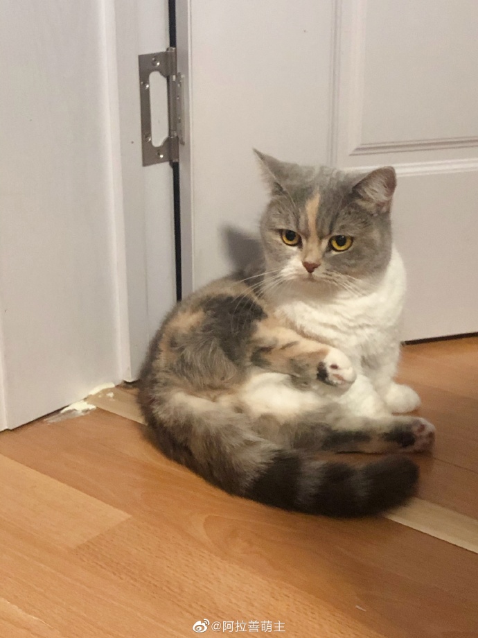 猫图片|宠物猫|猫咪|