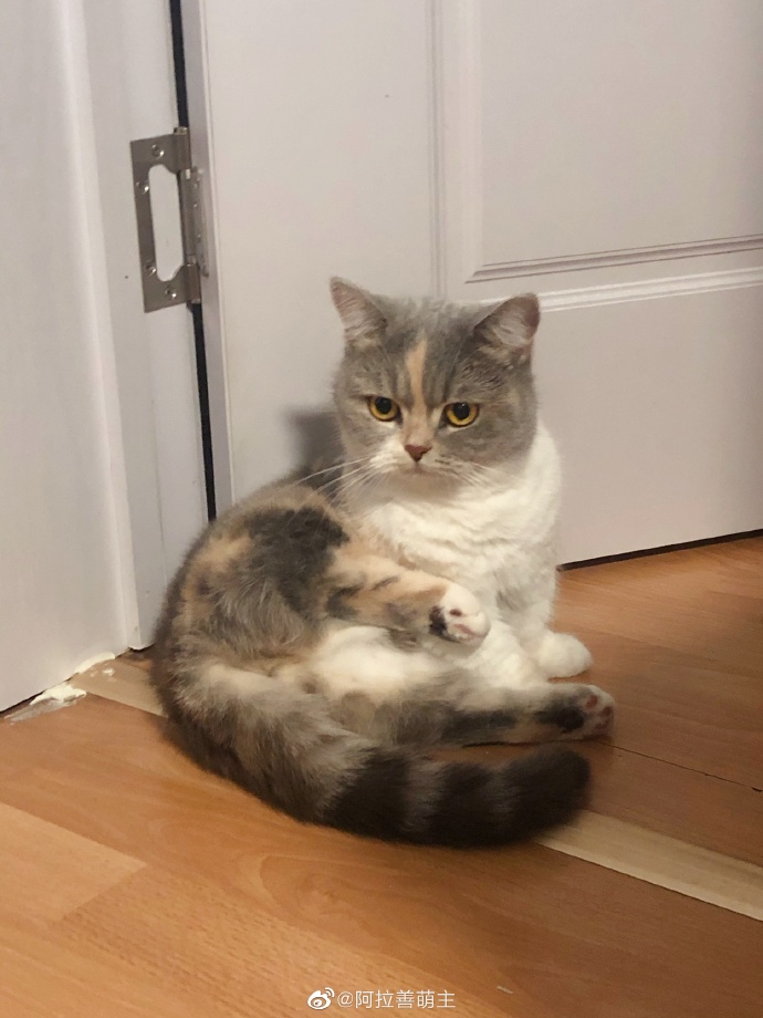 猫图片|宠物猫|猫咪|