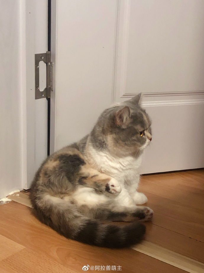 猫图片|宠物猫|猫咪|