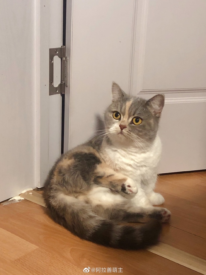 猫图片|宠物猫|猫咪|