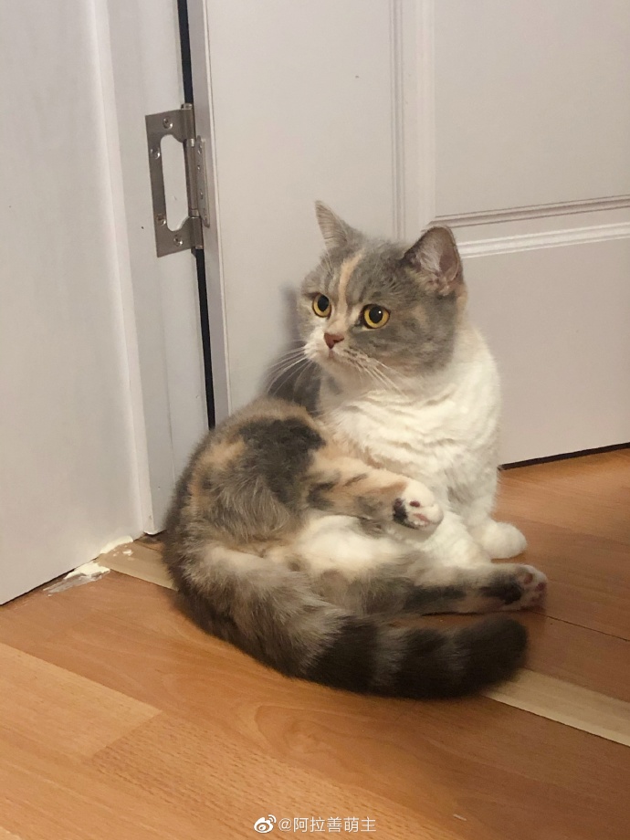 猫图片|宠物猫|猫咪|