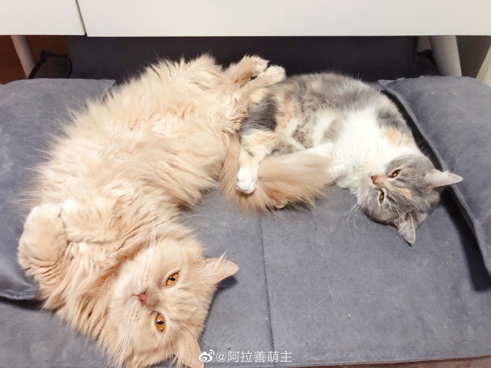 猫图片|宠物猫|猫咪|