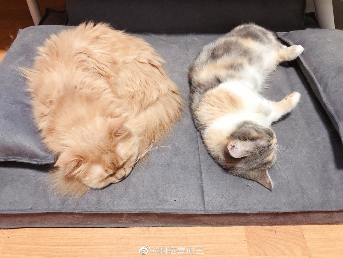 猫图片|宠物猫|猫咪|