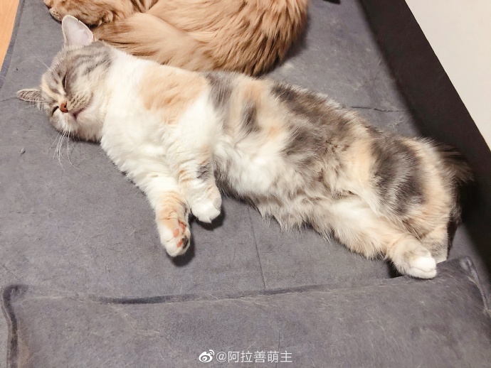 猫图片|宠物猫|猫咪|