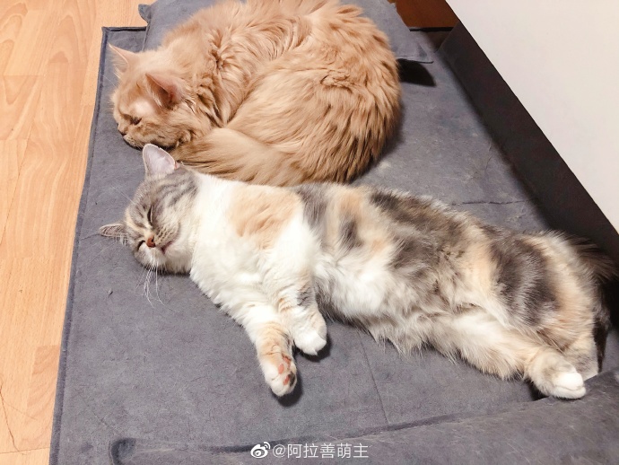 猫图片|宠物猫|猫咪|